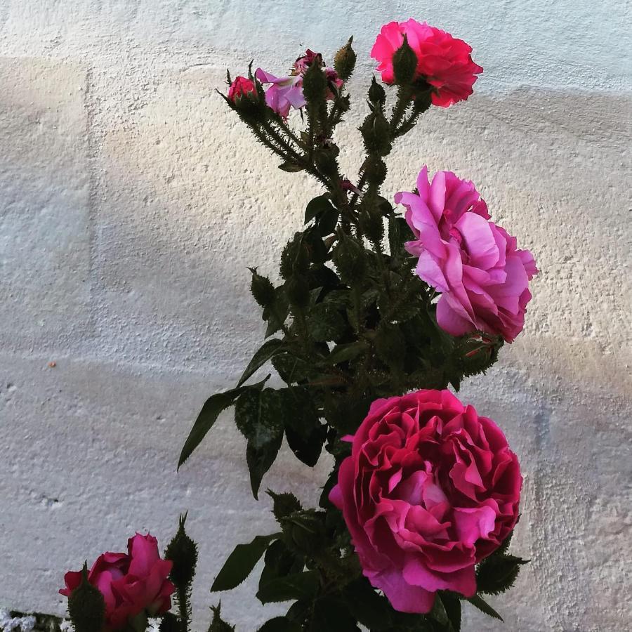 אוסטוני B&B Giovannarolla Green House מראה חיצוני תמונה